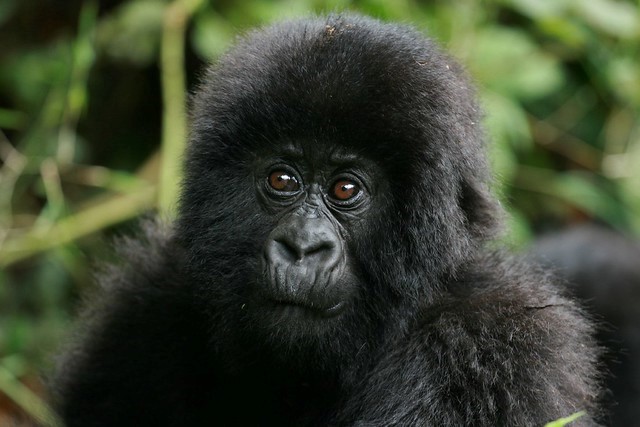Gorillas and Beyond Safaris